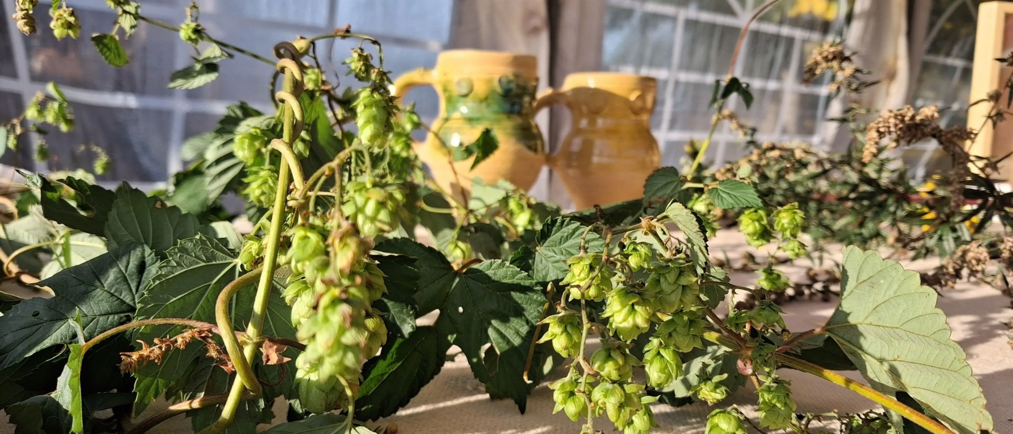 Atelier de dégustation et histoire de la bière