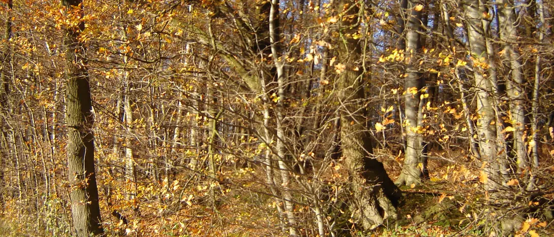 Illustration d'une forêt présentant la conférence de Pierre-Alain Tallier sur l'évolution des forêts en Famenne au Famenne &amp; Art Museum