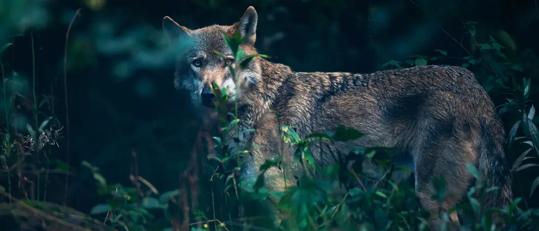 Photo d'un loup dans la foret illustrant la conférence sur l'histoire du loup par Jérome Crépin le 16 octobre 2026 à Marche en Famenne